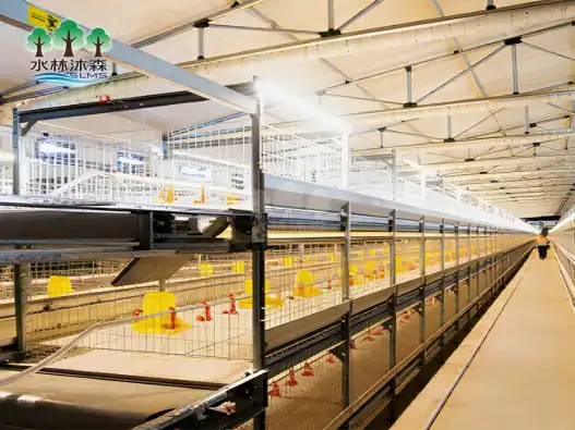 Broiler chicken cage providers specializing in automated feeding and watering integration
